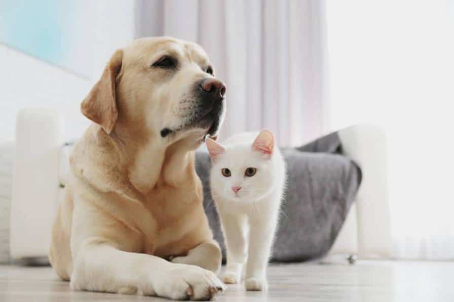 نگهداری سگ و گربه